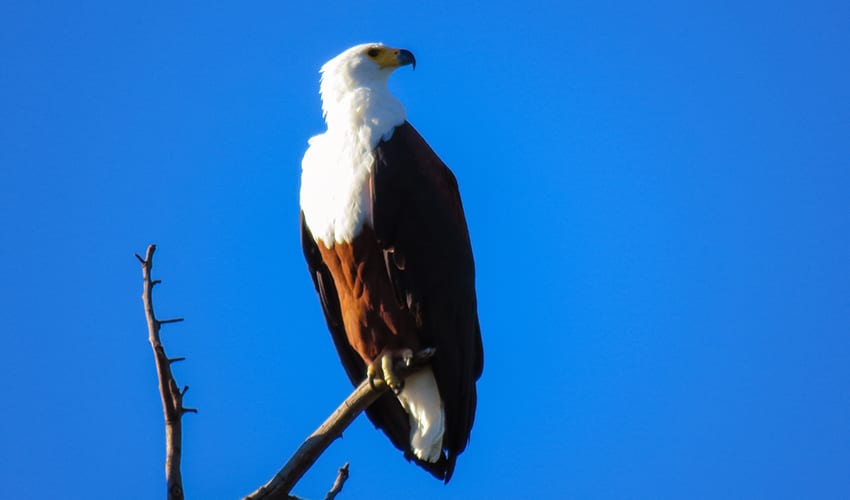 African Fish Eagle on Rra Dinare Safari