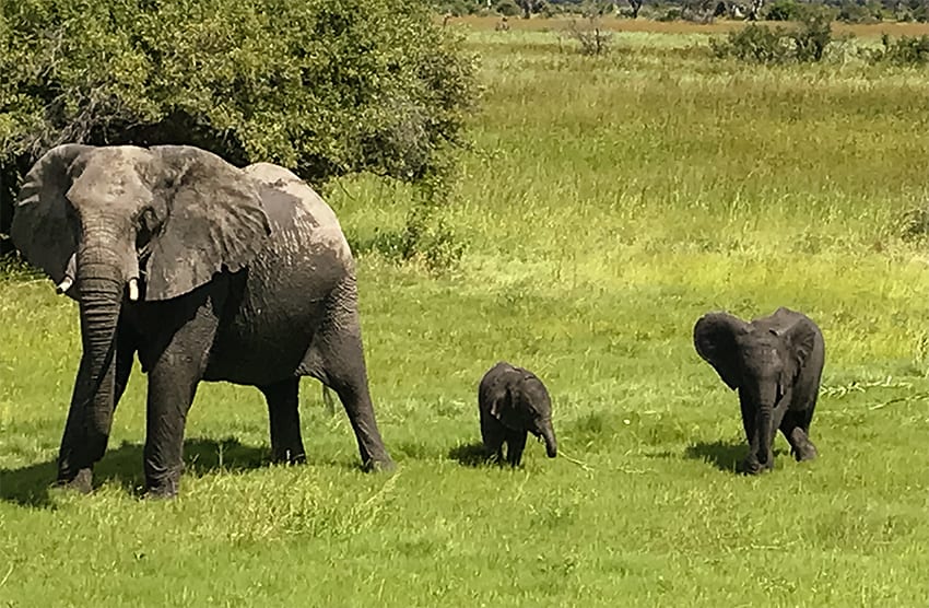 Elephant family walking through Rra Dinare