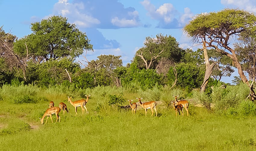 Impalas on Rra Dinare Safari