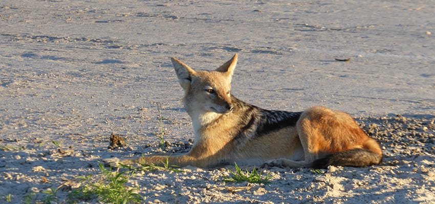 Jackals at Rra Dinare Safari