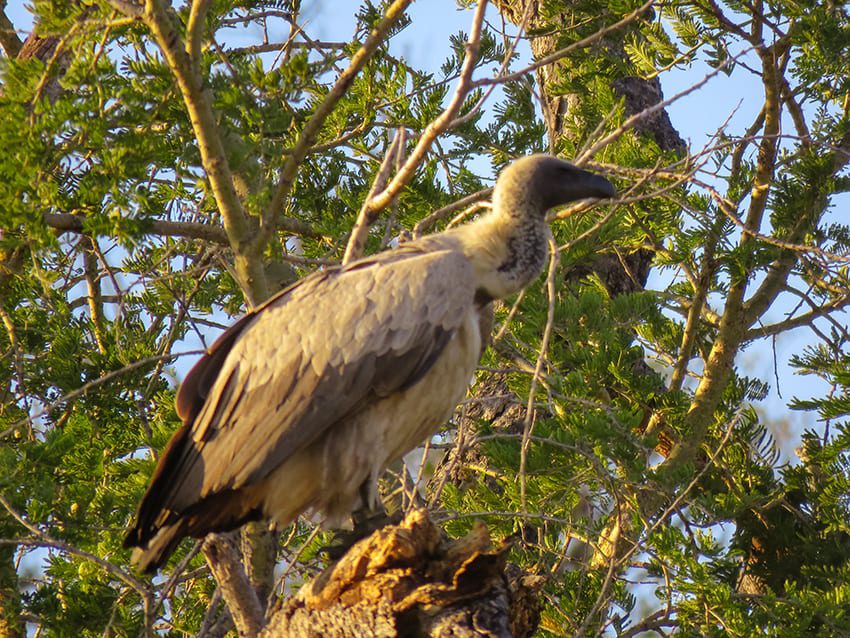 Vulture on Safari in Rra Dinare