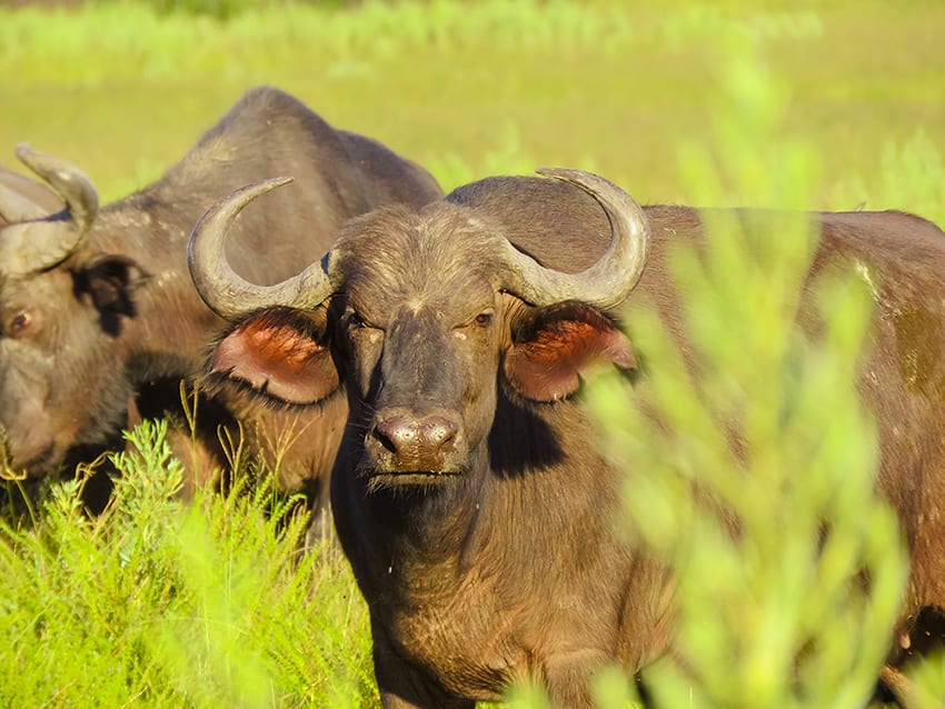 Water buffalo at Rra Dinare safari