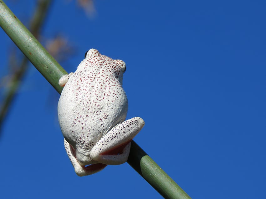 long reed frog on Rra Dinare mokoro ride