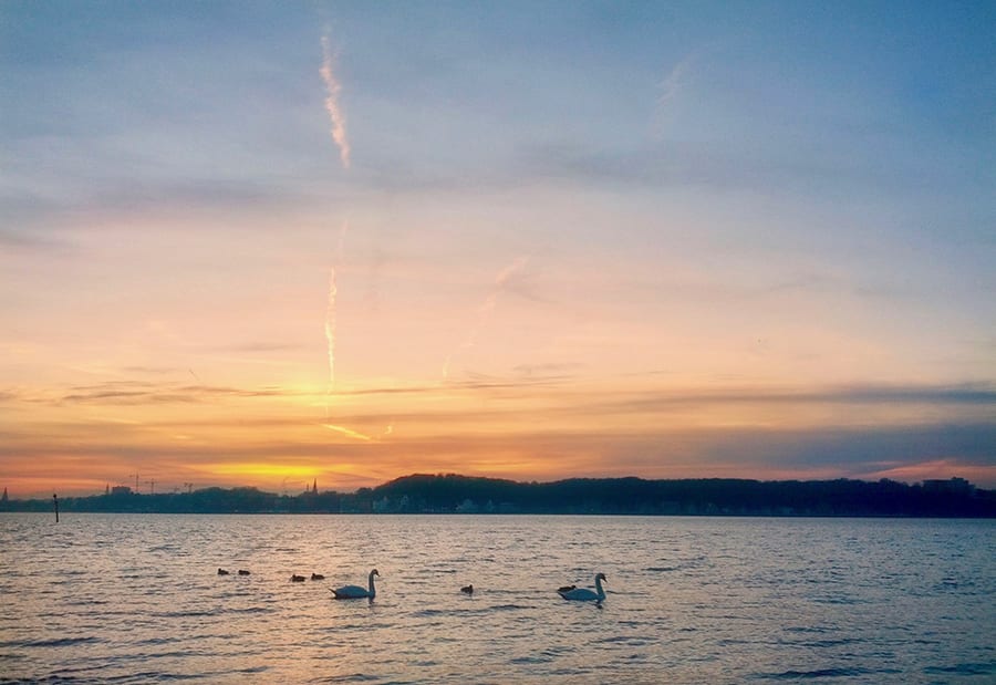 Swans copy