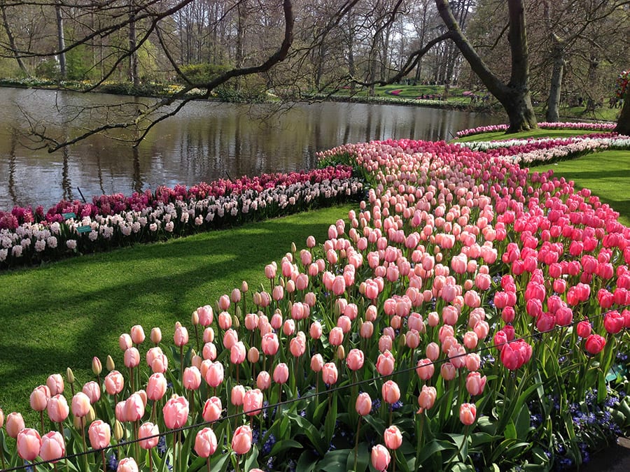13 Amazing Day Trips from Amsterdam - Day Trips in The Netherlands & Belgium 3 Keukenhof