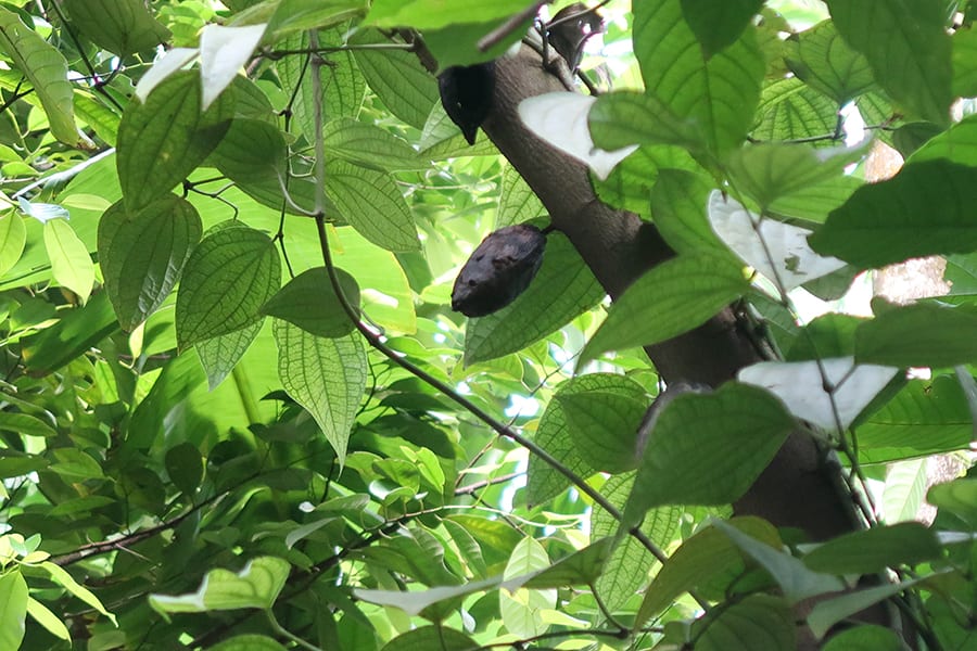 A Fascinating Tour around Tanshikar Spice Farm, South Goa 10 cacoa