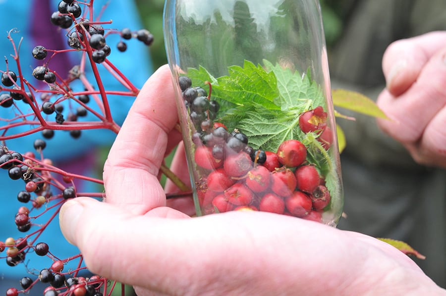 HbN Foraging Bottled wild goodness small