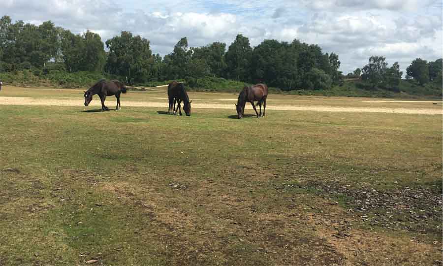 three horses grazing on grass with a line of trees n the background