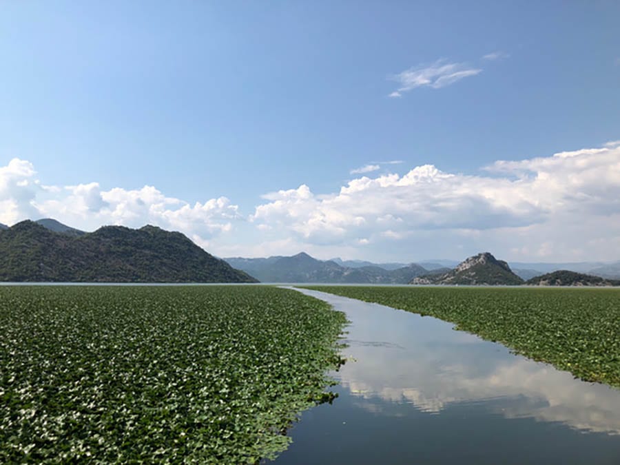 Lake Skadar, Montenegro, a tranquil hidden gem - with greenery covering the sides of the lake and the hills in the background