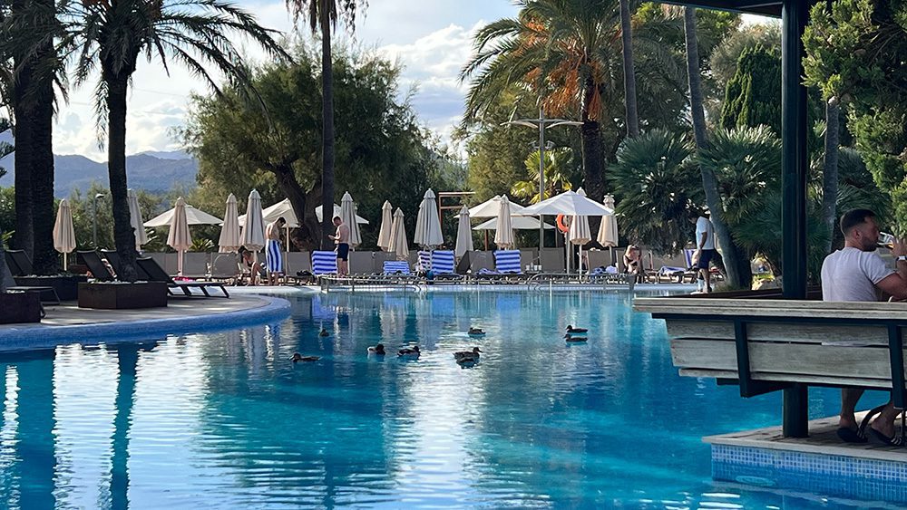 27 of the best things to do in Alcudia, Mallorca 23 one of the pools at the Portblue Club Pollentia Hotel