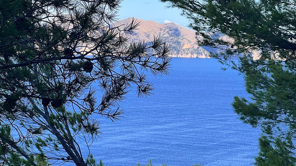 27 of the best things to do in Alcudia, Mallorca 14 La Vitoria view through pine trees
