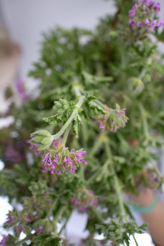 Sawa Taste Of Tunisia: Explore The Amazing Food Of Tunisia 15 pink geranium flowers with green stems