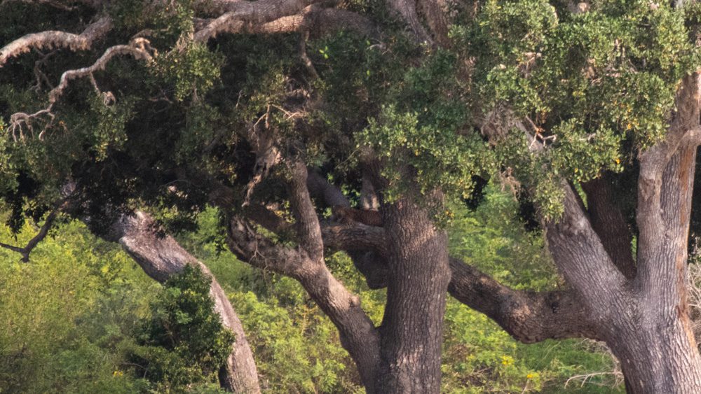 Why Amazing Sri Lanka Should Be Your Next Travel Destination (2025) 13 Leopard in the tree in Yala National Park