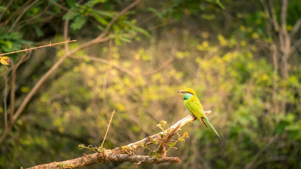 Greeen Bee-eater in Sinharaja Forest Reserve one Sri Lanka's UNESCO Sites