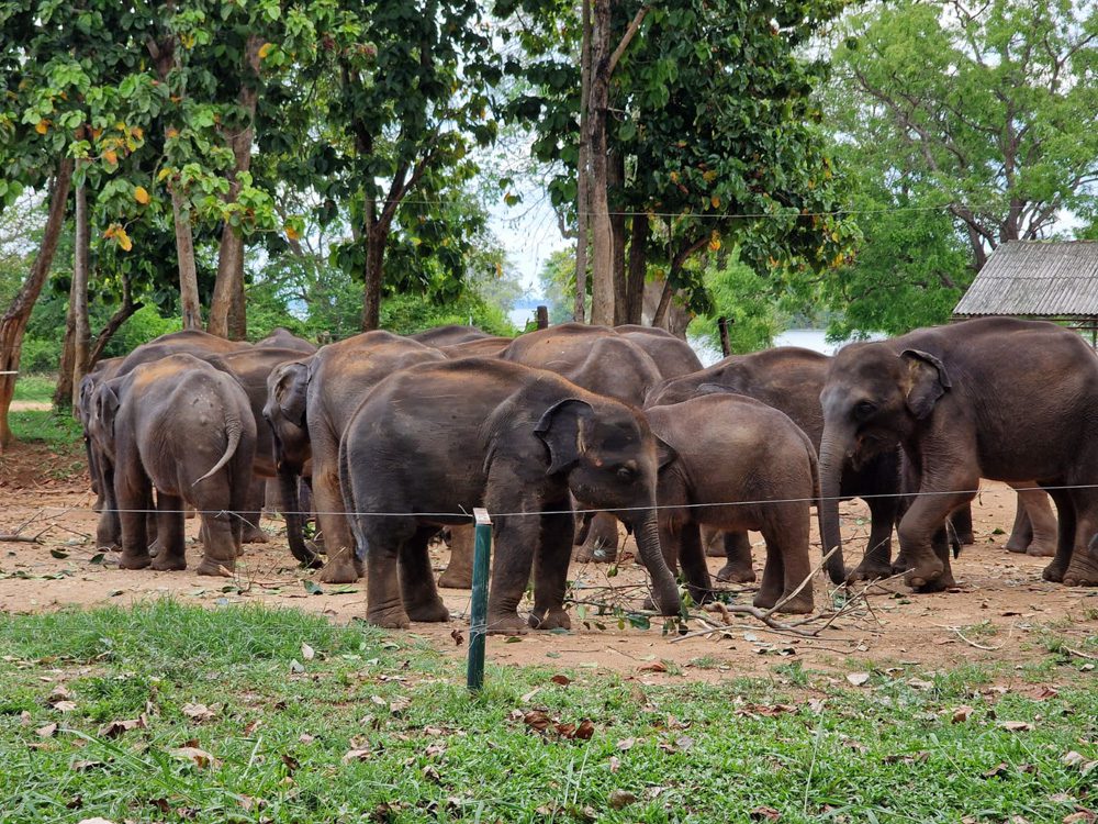 ELEPHANT TRANSIT