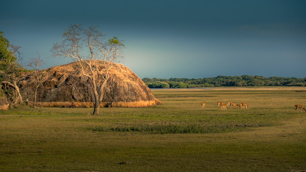 The landscape in Kumana
