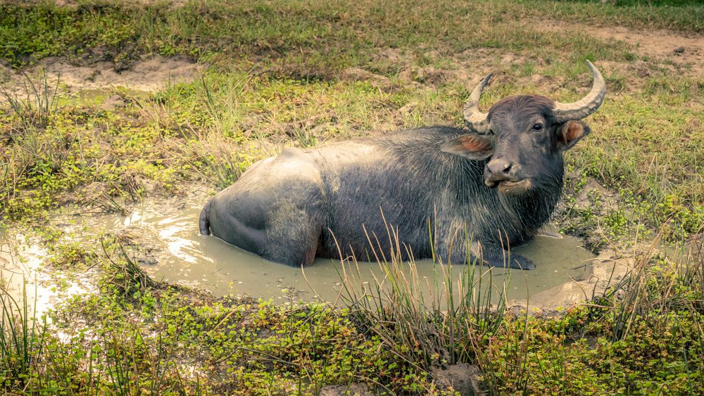 A water buffalo wallowing in a puddle