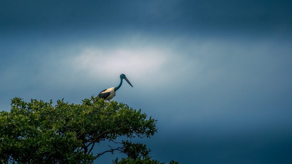 Black-necked Stork on a tree top in Kumana, one of the safaris in Sri Lanka