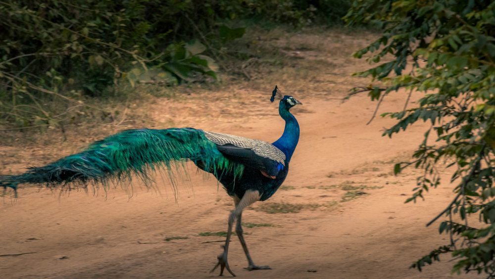 Peacock