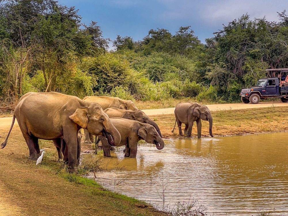 Family of Elephants at a waterhole in Udawalawa National Park