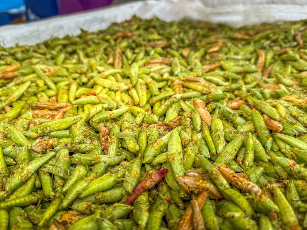 What to Eat in Uganda: A Delicious Journey Through Uganda’s Best Dishes 9 Nsenene - fried ggreen rasshoppers without wings or legs