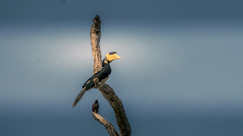 Hornbill in Yala National Park 