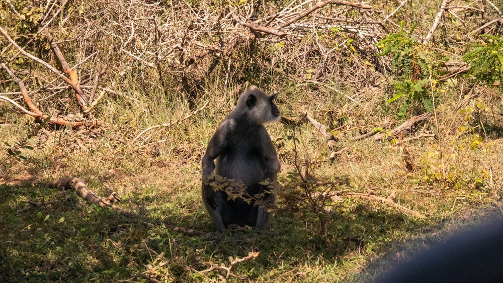 Black-faced Langur