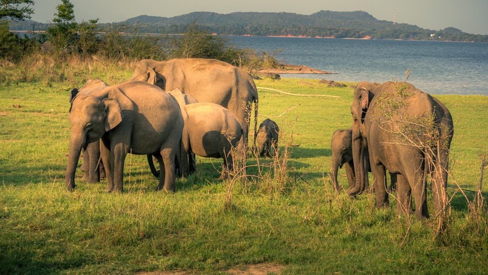 herd of elephants with a few babies