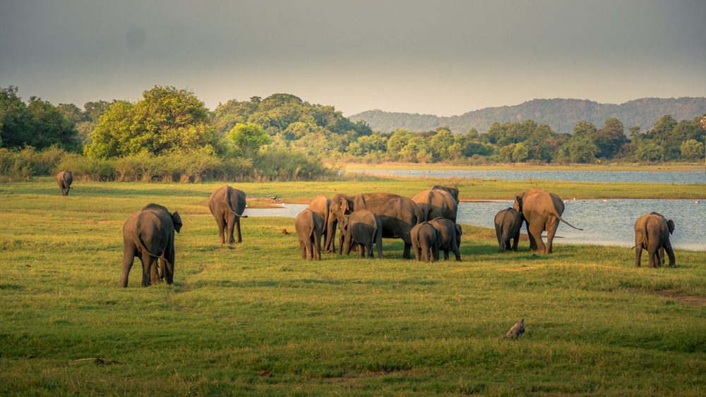 herd of elephants at Minnireya