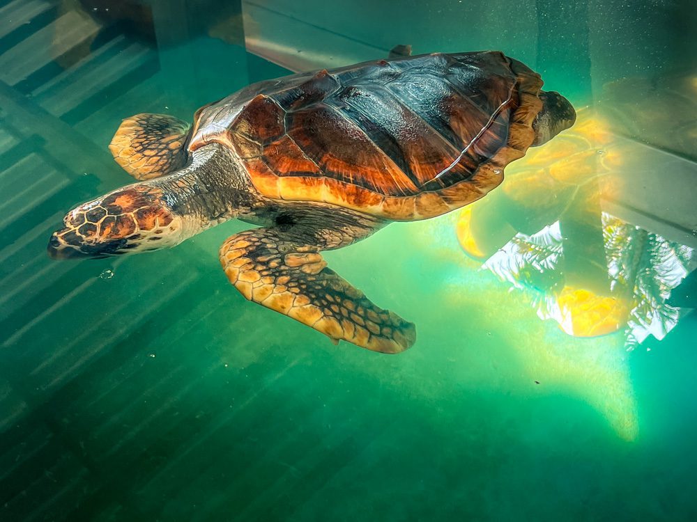 Hawksbill Turtle