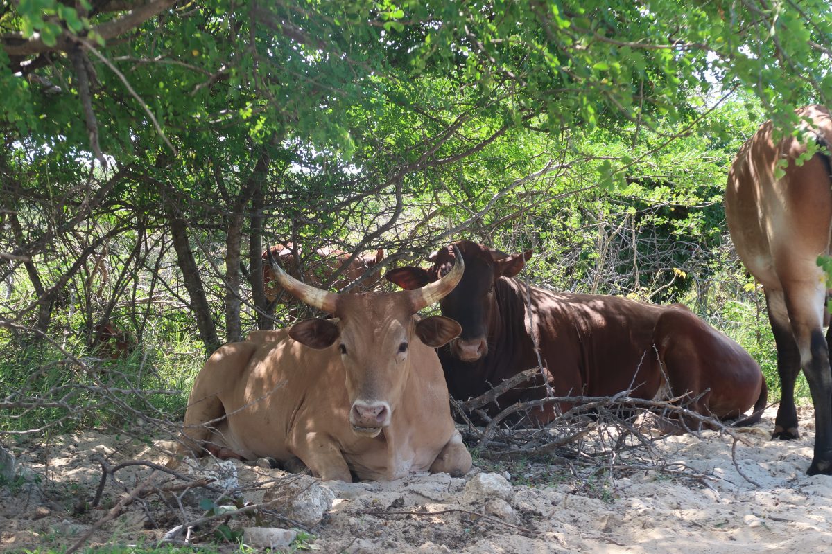 31 Best Things to Do in Antigua and Barbuda: Beaches, Culture & Adventure 19 Wild Cows in Barbuda