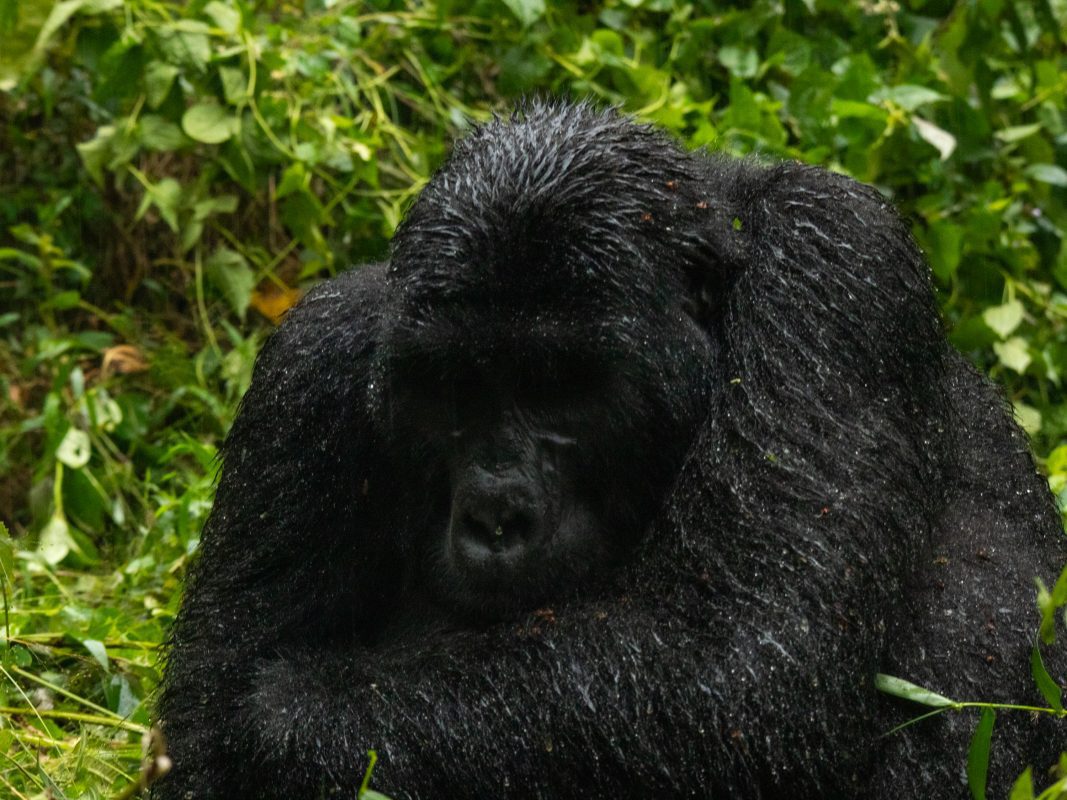 female gorilla hunched agains the rain