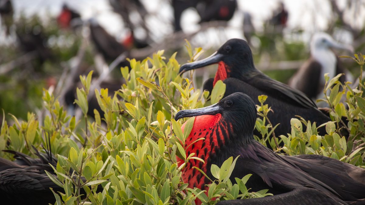 31 Best Things to Do in Antigua and Barbuda: Beaches, Culture & Adventure 16 Frigate Birds