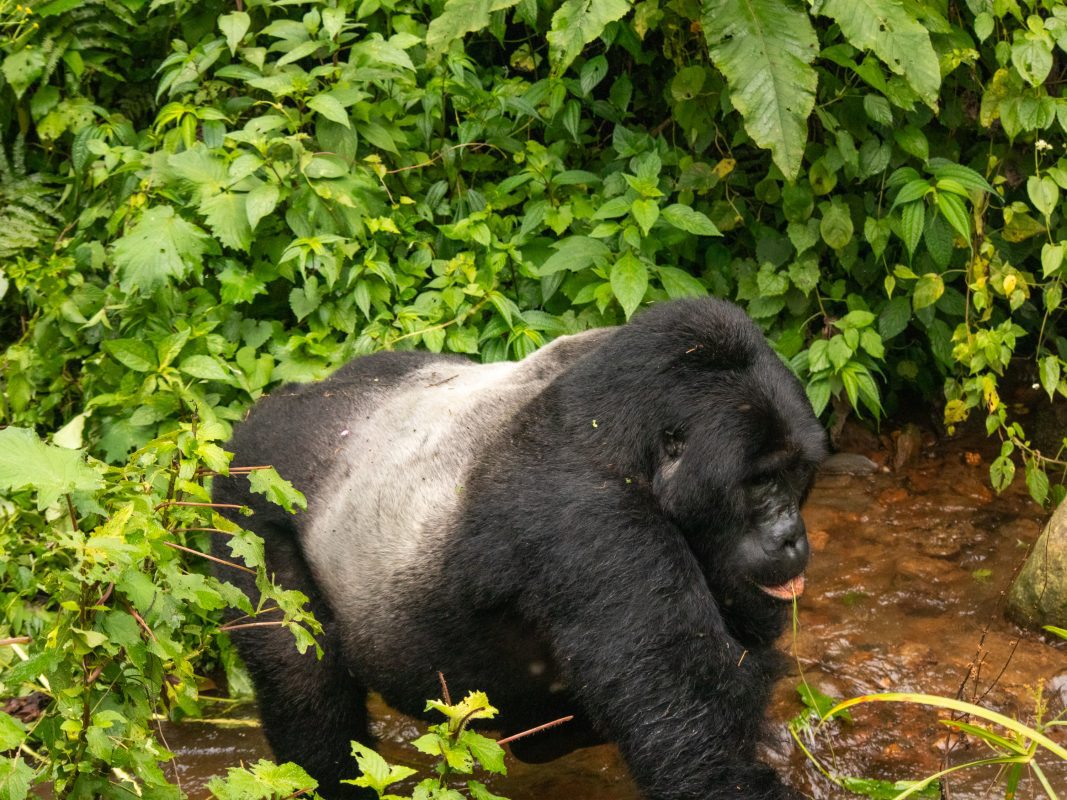 silverback crossing the stream
