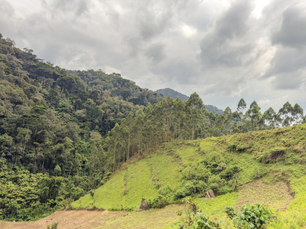 the terraces in Bwindi