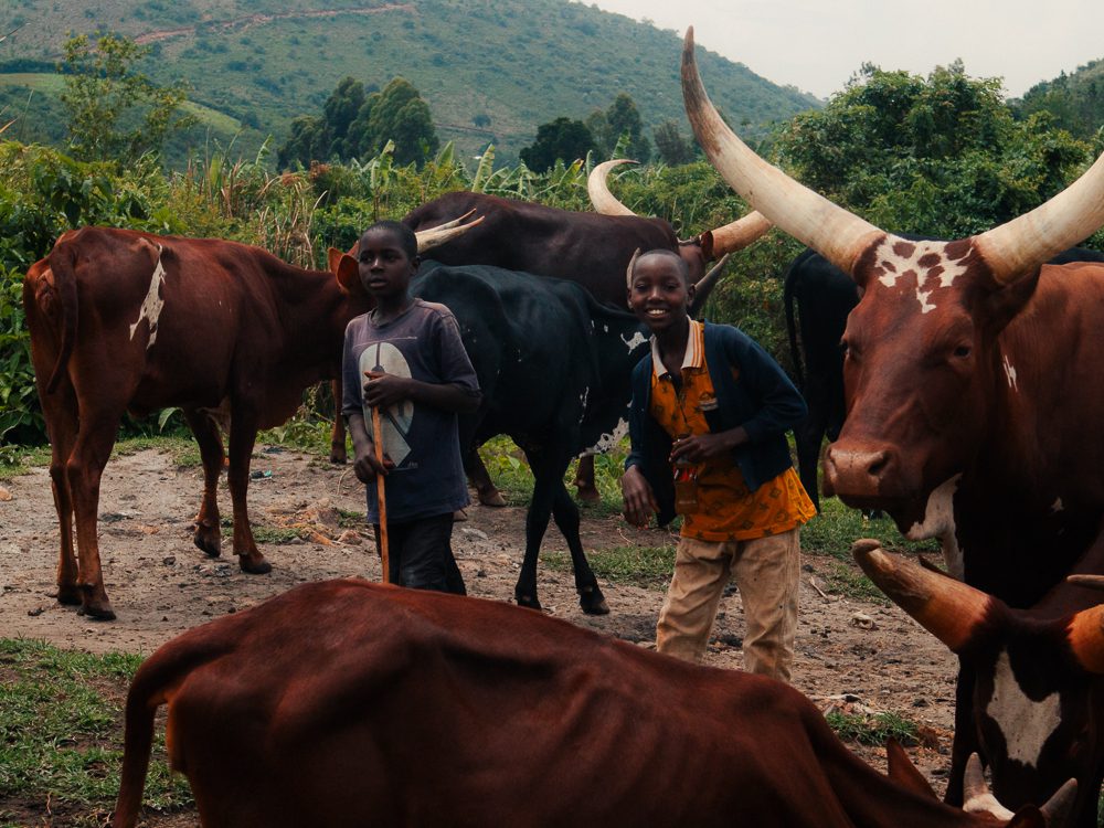 Ankole cows with long horns with two local boys