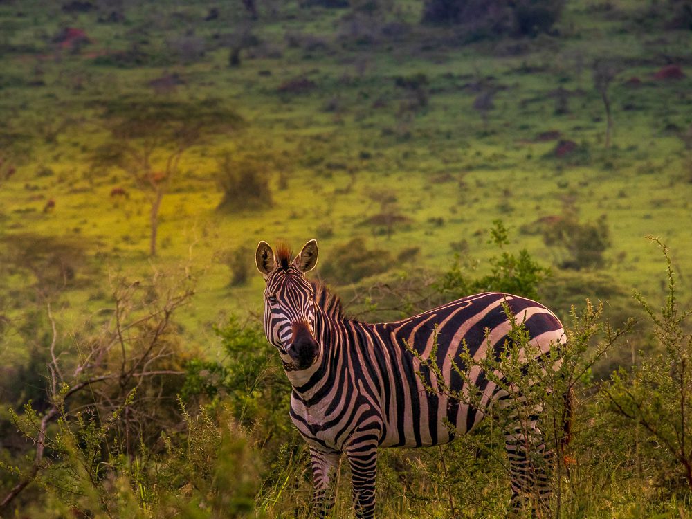 Zebra in Mburo Park