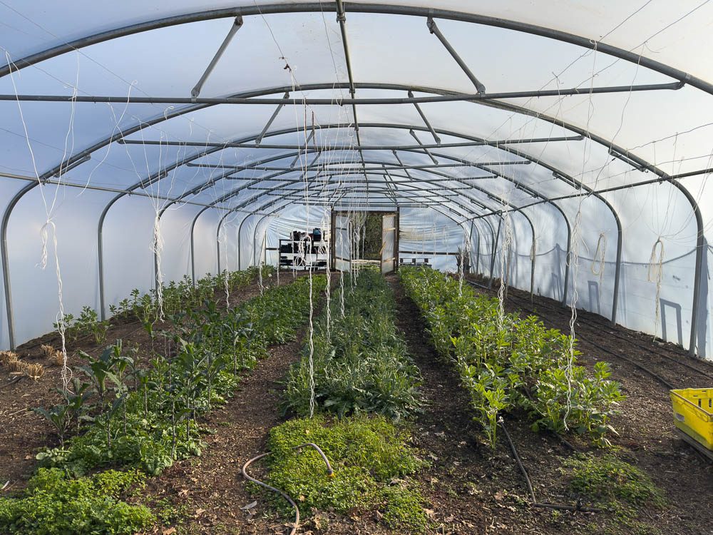 biodynamic gardens produce most of the produce used in The Flying Pig