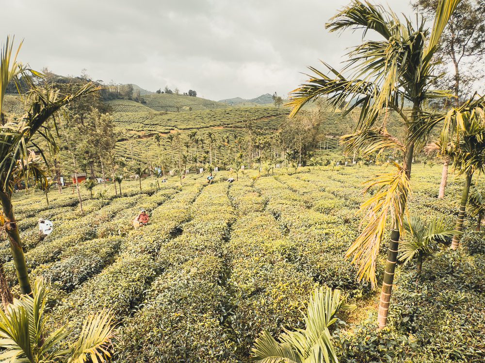 Kerala Travel Guide: The Ultimate Guide To God'S Own Country 6 Tea Plantation in Munnar