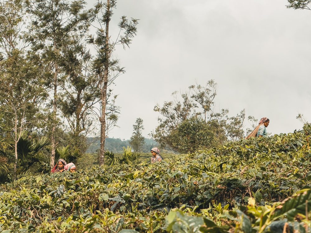 Kerala Travel Guide: The Ultimate Guide To God'S Own Country 5 Tea plantation
