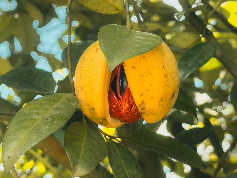 Kerala Travel Guide: The Ultimate Guide To God'S Own Country 10 Nutmeg emerging