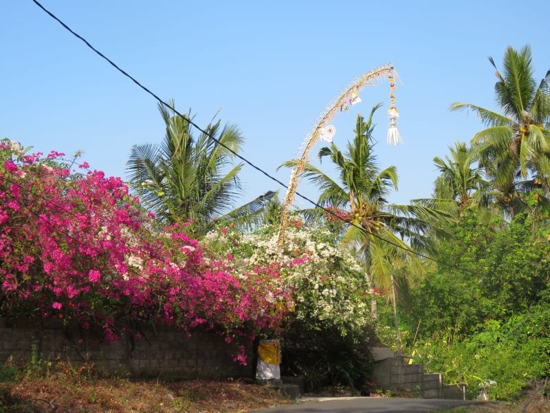 Galungan Dan Kuningan, Bali'S Celebration Of Their Ancestors 8 IMG 0243 e1509541093972