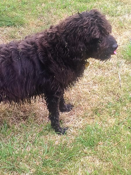 Trusted Housesitters - Free Accommodation Around The World 2 Millie in Thruxton - Trusted House Sitters
