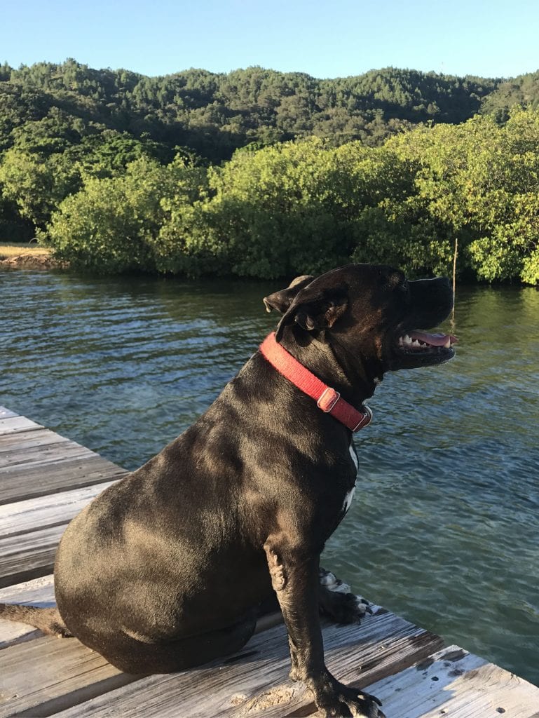 Trusted Housesitters - Free Accommodation Around The World 5 Princessa | The Silver Nomad