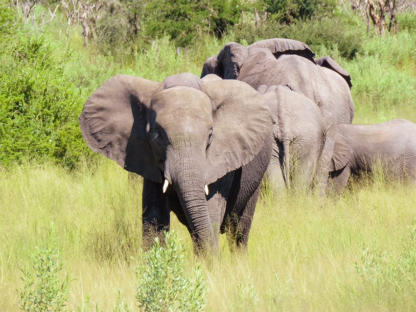 All The Big Five Animals - Africa'S Big, Ugly, Little, Shy And Downright Impossible Animals 2022 1 Face to face with elephants on our way to Rra Dinare