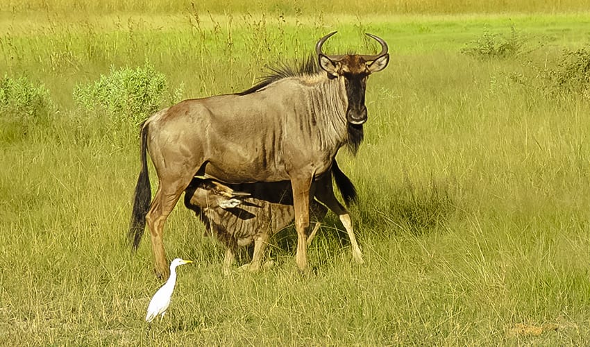 All The Big Five Animals - Africa'S Big, Ugly, Little, Shy And Downright Impossible Animals 2022 3 Wildebeest one of the Ugly Five
