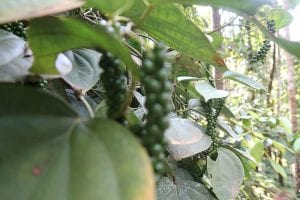 A Fascinating Tour around Tanshikar Spice Farm, South Goa