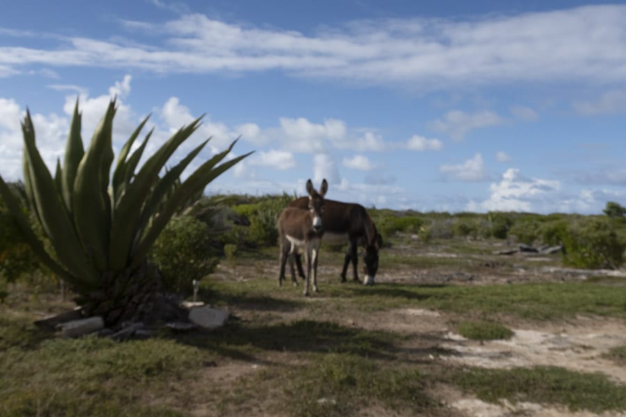 Chilling Out At The Beautiful Frangipani Glamping, Barbuda 15 FRANGIPANI DONKEYS