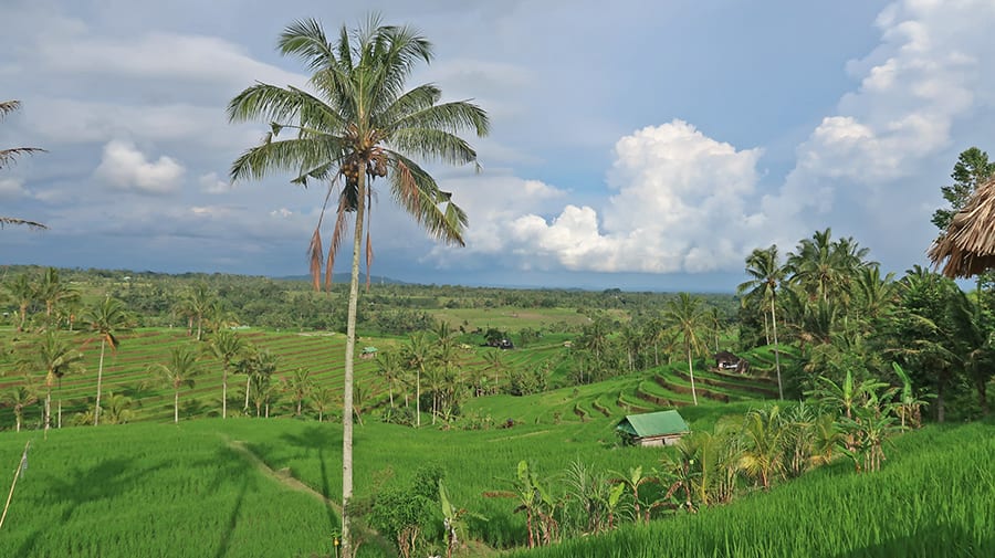 Jatiluwih
