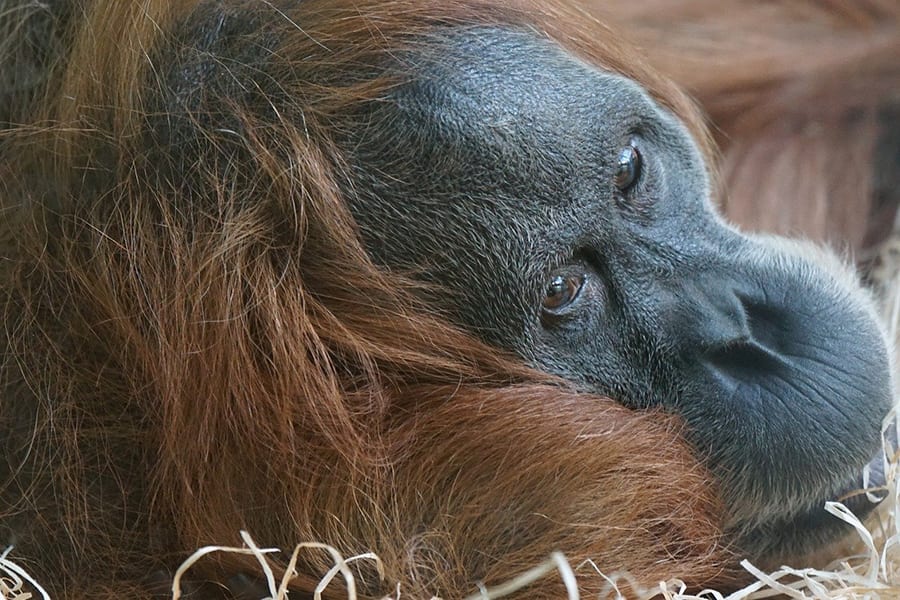 10 Great Reasons To Visit Indonesia 4 close up of orangutang looking to the right